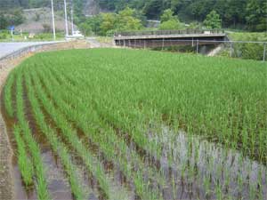 田んぼ
