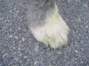 緑色の足